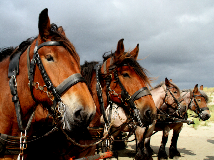 Paarden Schiermonnikoog